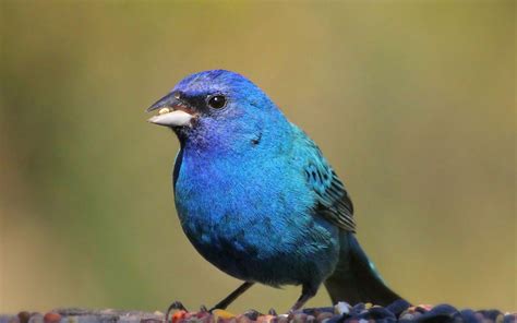 Big Blue Bird With Long Tail Hd Wallpaper Bird In Taiwan Blue And