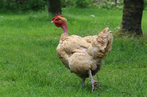Naked Neck Chicken Characteristics Origin Breed Info And Lifespan