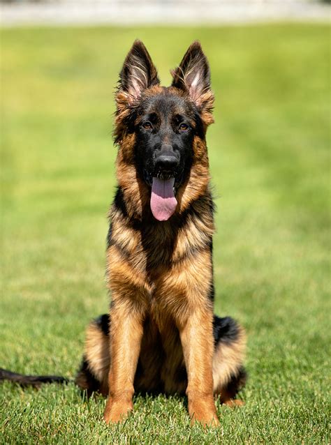 Young And Adult Dogs Iguard International German Shepherds