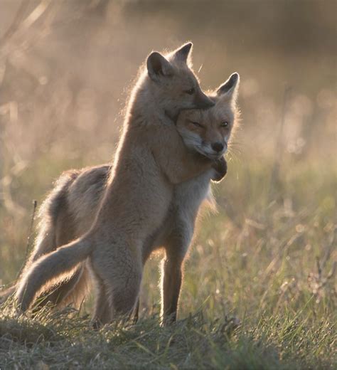 Fox Hug By Andrew Kandel Pet Fox Fox Animals