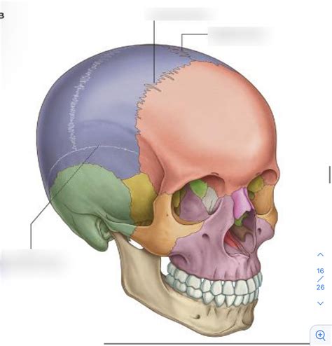Cranial Sutures Diagram My Xxx Hot Girl