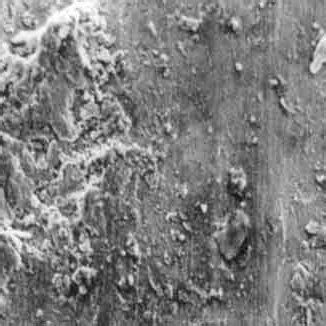 Microphotographs SEM Of Brass Worn Surfaces In Four Characteristic