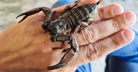 The 10 Largest Scorpions In The World Imp World