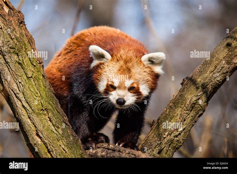 Red Panda Ailurus Fulgens Sitting In A Tree At A Zoo Stock Photo Alamy