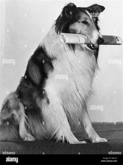 Lassie Lassie Ca 1957 1954 74 Stock Photo Alamy