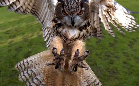 In Pictures The Week In Wildlife Owl Photography Owl Birds Of Prey