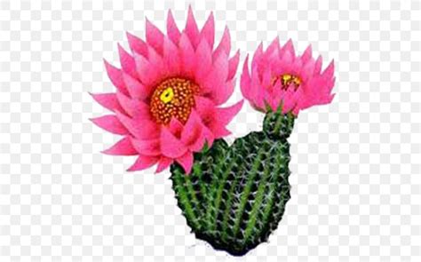 Cactus Flower Plants Clip Art Prickly Pear Png 512x512px Cactus