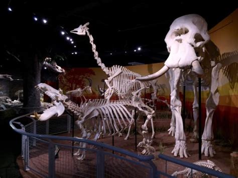 Great Exhibition Review Of Skeletons Museum Of Osteology Orlando