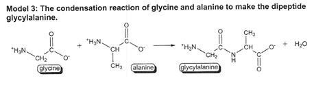 Solved Model 3 The Condensation Reaction Of Glycine And Alanine To