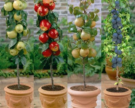 Columnar Fruit Trees Create An Orchard On Your Own Patio Columnar Fruit