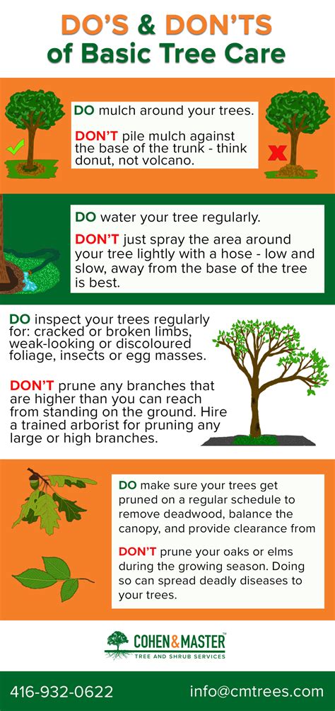 Dos And Donts Of Basic Tree Care Cohen And Master Trees