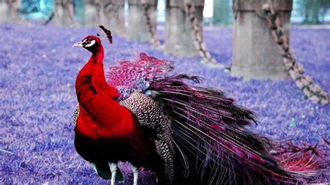 Red Peacock Wallpaper 2021 Live Wallpaper Hd Beautiful Birds