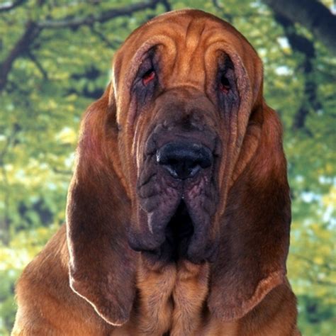monetize  website   bloodhound model marlies cohen