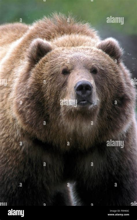 Huge Kodiak Brown Bear Alaskan Grizzly Bear Ursus Arctos