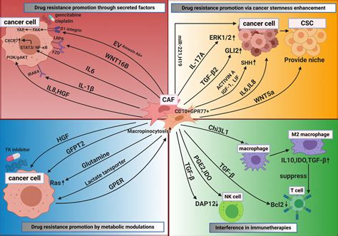 Functional Diversity Of Cancer‐associated Fibroblasts In Modulating