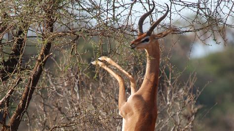 Learn tips to introduce your child to new foods. Mpala Live! Field Guide: Gerenuk | MpalaLive