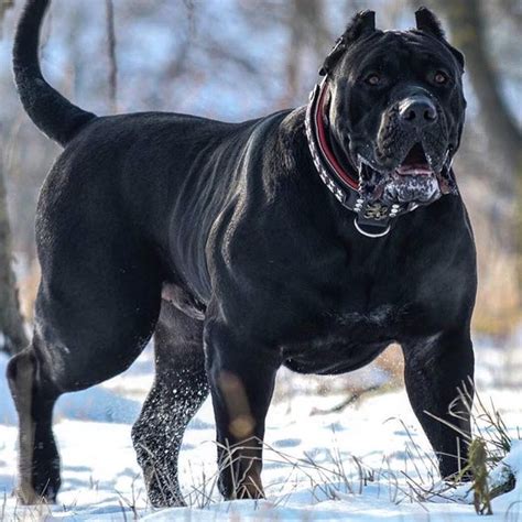 Cerber Presa Canario Owned By Carpatcan Corso Dog Big Dog Breeds