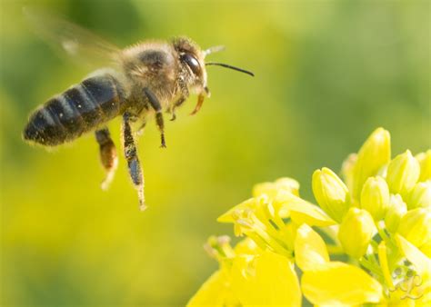 sepa el ¿por qué son tan importantes las abejas o abejorros porlavisión