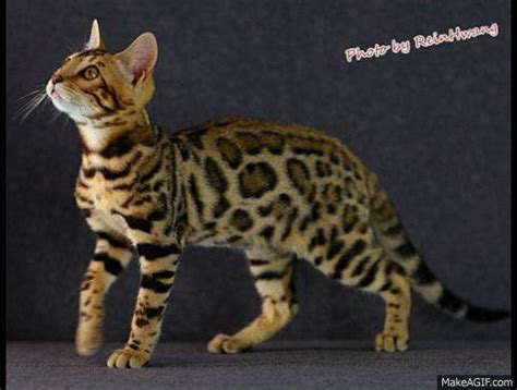 The bengal cat breed was the first attempt at creating a hybrid offspring that resembled a. Bengal Cat Adoption Maryland - Baby Siamese Kitten