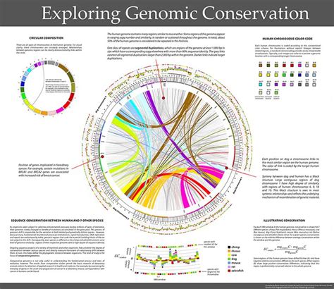 Human Genome Data Data Visualization Visualisation Genome