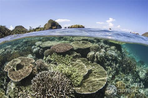 A Beautiful Coral Reef In Raja Ampat Photograph By Ethan Daniels Fine