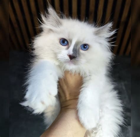 Everything You Need To Know About Ragdolls Everything Kittens
