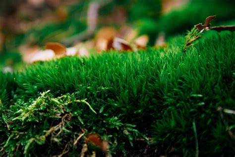 Grass Macro Wallpapers Hd Desktop And Mobile Backgrounds