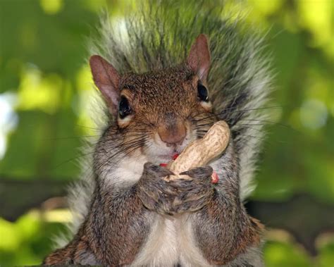 Fun Squirrel Facts For Kids