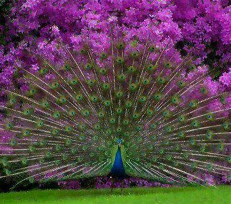 462 Best Images About Pretty Peacock On Pinterest Peacocks Peacock