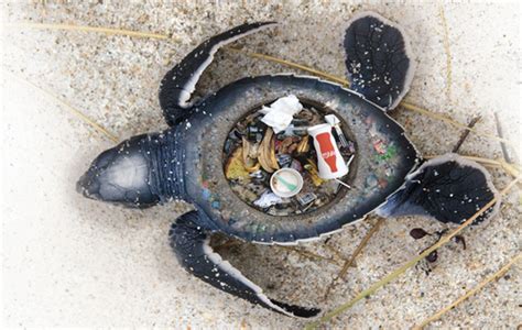 Stunning Images Expose The Horrific Impact Of Plastic Trash On Marine