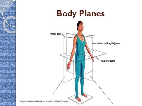 Medical professionals often refer to sections of the body in terms of anatomical planes (flat surfaces). PPT - Intro to the Human Body - Directional Terms, Planes, Quadrants, and Regions PowerPoint ...