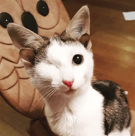 Cat With Four Ears Named Frankenkitten Is Here To Steal Your Heart