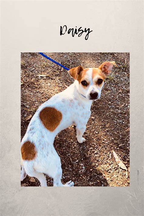Most dogs tend to require a foster home for either stress or medical reasons. Adopt Daisy | Dog organization, Small dog adoption, Animal ...
