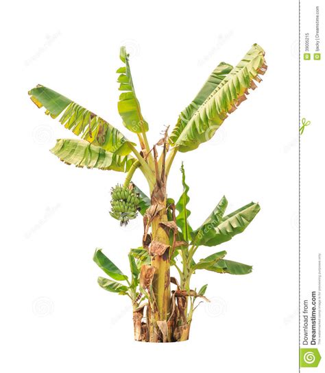 Banana Trees, Tropical Tree Isolated On White Stock Image - Image of ...