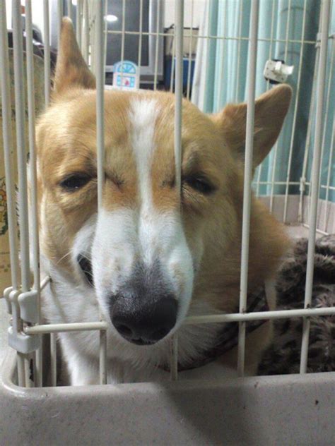 30 Hilarious Moments When Dogs Realized They Were Going To The Vet