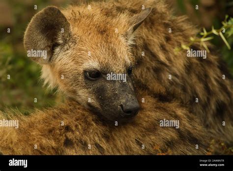 Young Hyena Relaxing On Mothers Back Feeling Safe Stock Photo Alamy