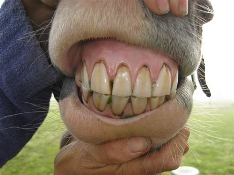 Chemical composition of ingested foods, bruxism, the things we do under function like chewing and grinding. A Horse's Mouth: What It Can Tell You About Its Health