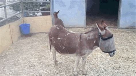 Donkey  Find And Share On Giphy