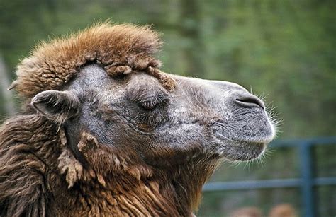 Camel Dromedary Head Desert Free Photo On Pixabay Pixabay