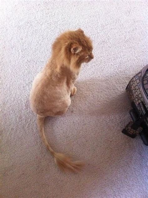 60 Top Photos Persian Cat Shaved Like Lion 50 Cats With Lion Haircuts