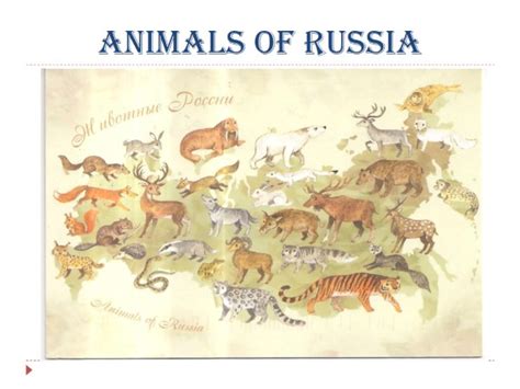 Презентация Animals Of Russia 15 слайдов