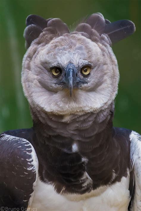 Harpy Eagle The Animal Facts