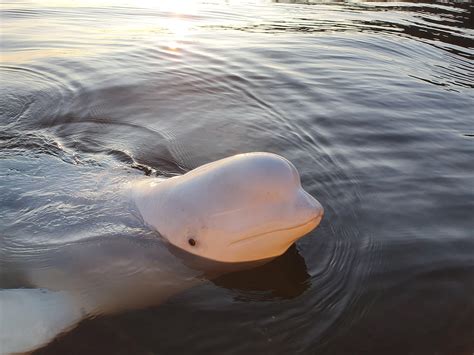 Beluga Whale Joined Me On My Morning Fishingtrip Pics