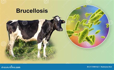 Bacteria Brucella El Agente Causal De Brucelosis En Bovinos Y Humanos