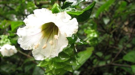 A Flower Inside Sinharaja Forest Sri Lanka Photograph By Daham
