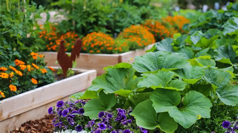 What Are Some Useful Foods To Grow In A Small Backyard Garden