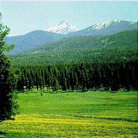Some species do drop their leaves during winter however. 10 Interesting Coniferous Forest Facts | My Interesting Facts