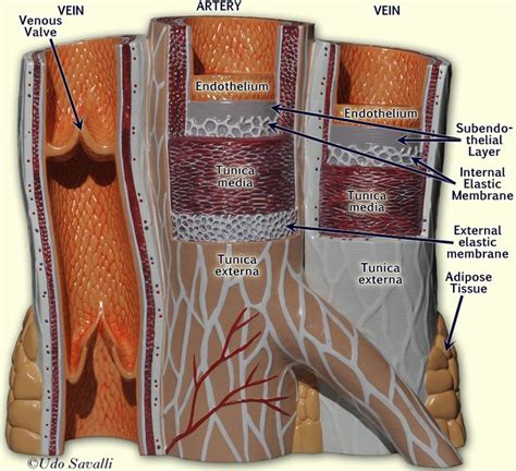 Blood Vessels Labeled Model Vascular System Models Arteries Veins