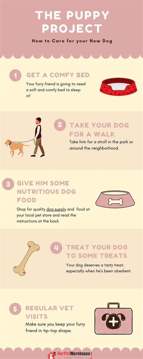 How To Care For Your New Dog Infographic Portal