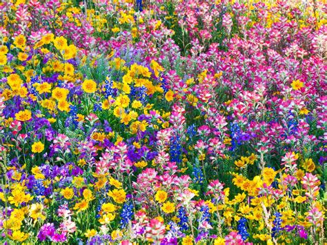 Texas Usa Mixed Spring Wildflowers Image By © Terry Eggers